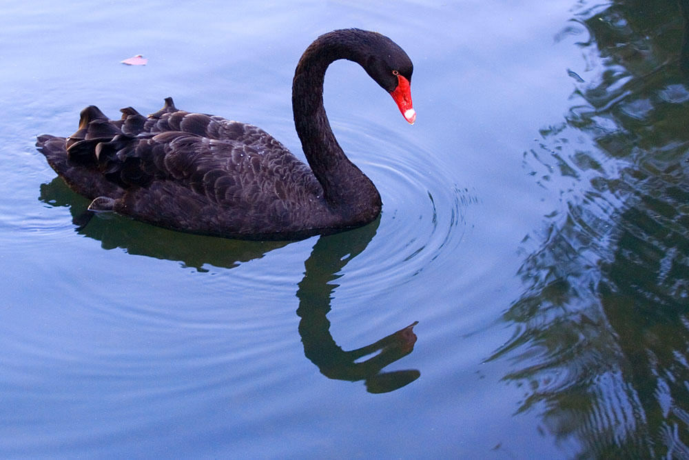 black swan
