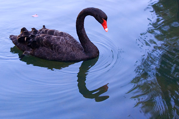 black swan