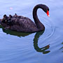 black swan