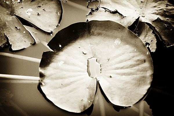 water lily leaf