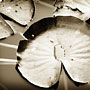 water lily leaf