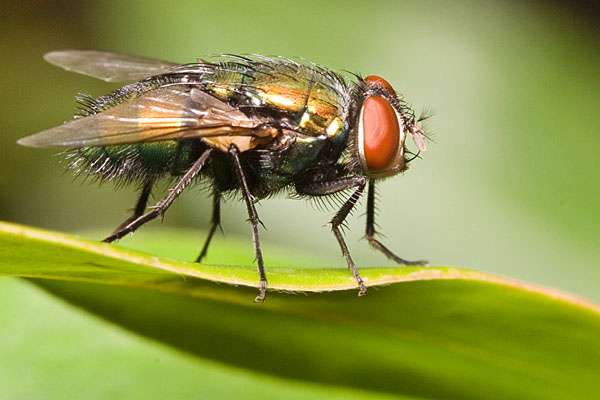 blowfly on a leaf