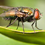 blowfly on a leaf