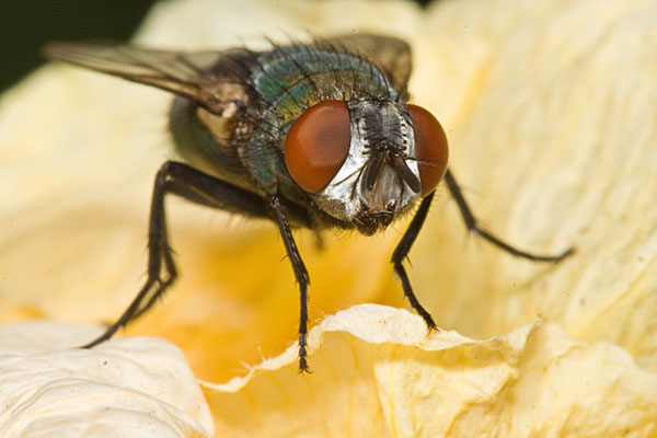 blowfly on a flower