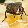 blowfly on a flower