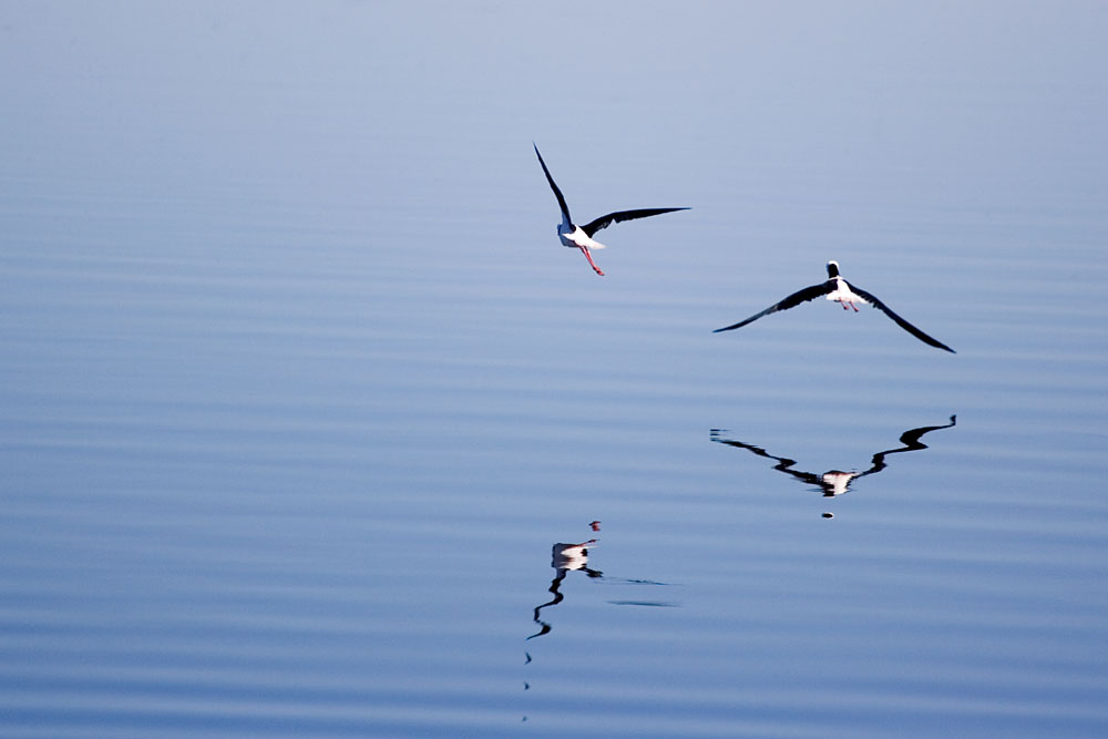 Black-winged Stilts flying over the lake