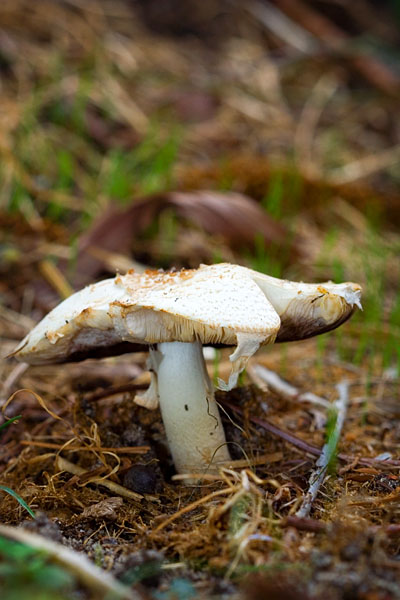 mushroom