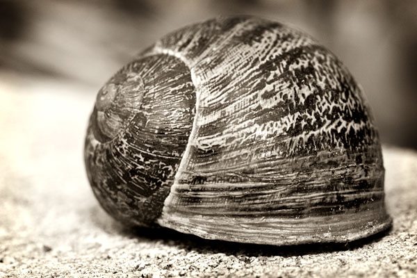 garden snail in duotone