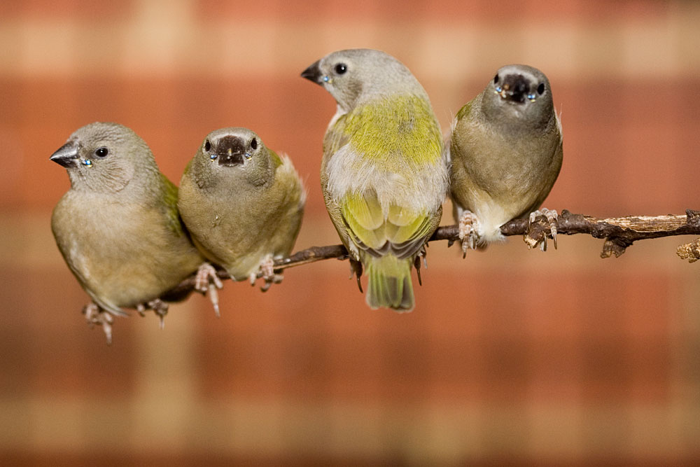 baby Gouldian Finches