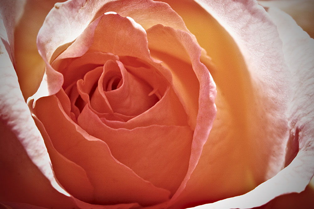 heart of a rose