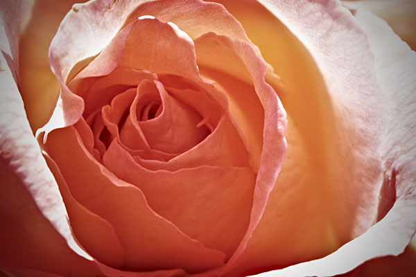 heart of a rose