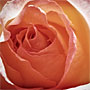 heart of a rose