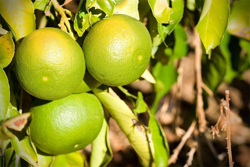immature oranges
