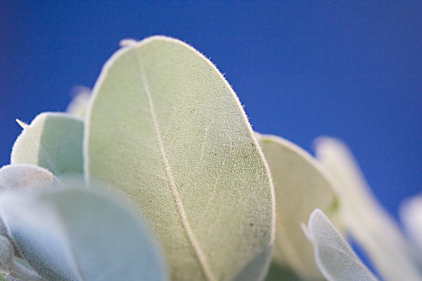white leaves