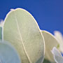 white leaves