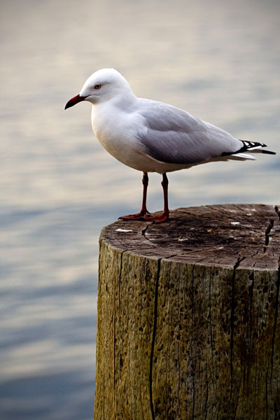 seagull