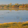 Dawn at Mamukala Wetlands