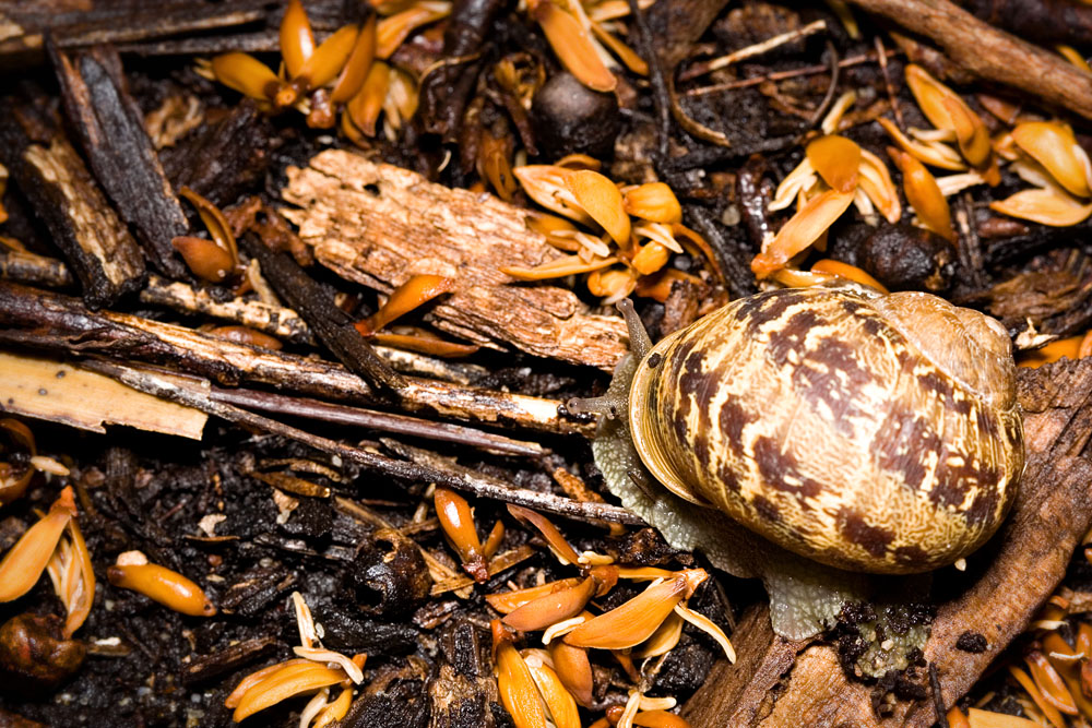 snail and mulch