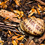 snail and mulch