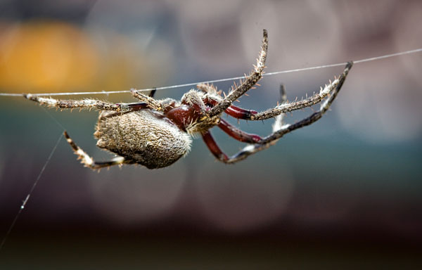 spider hanging around