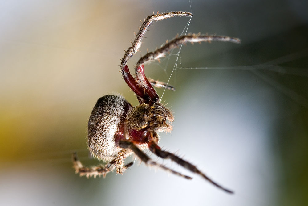 spider keeping an eye on the camera