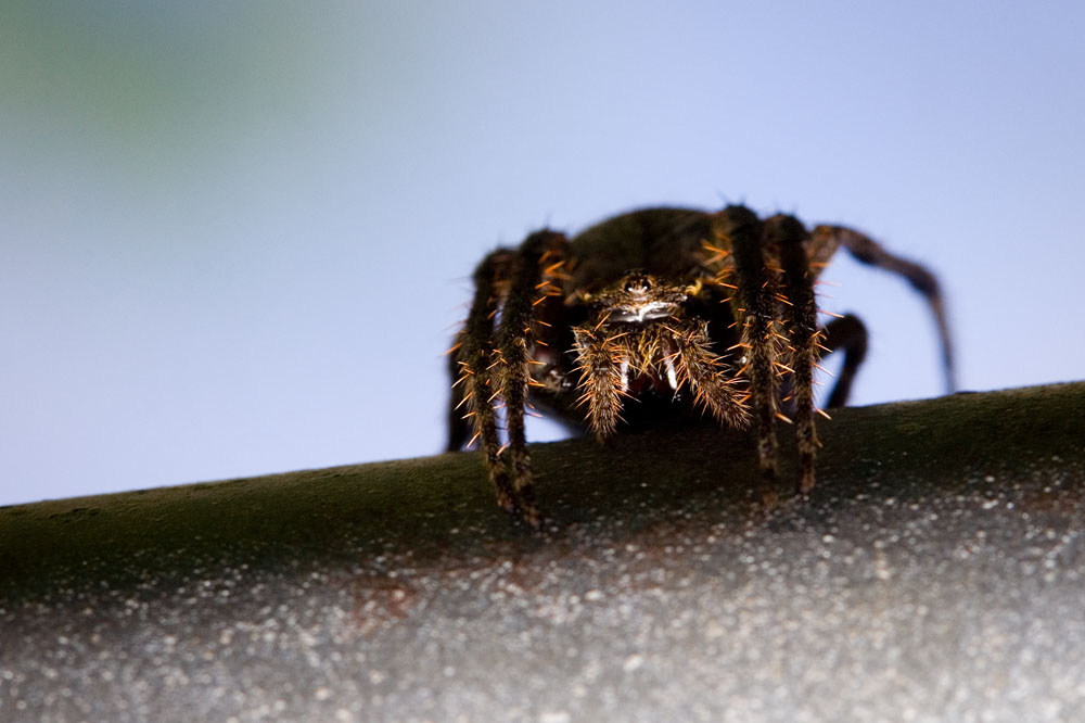 spider lying in wait