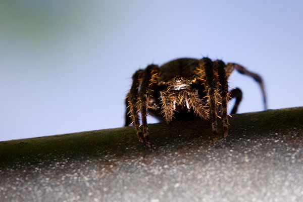 spider lying in wait