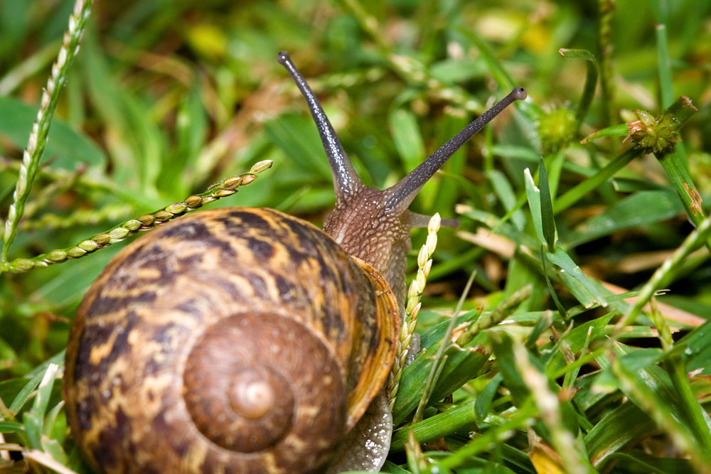a snail's viewpoint