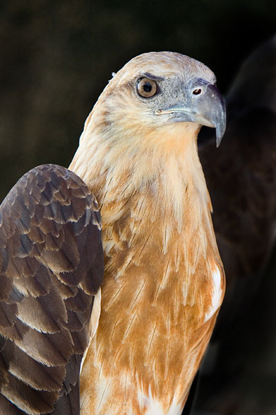 sea hawk