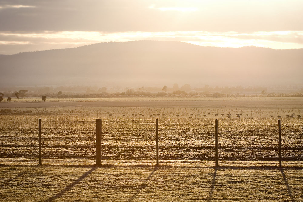 sun-lit fence and frosty grass