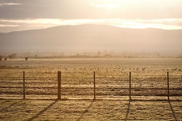 sun-lit fence and frosty grass
