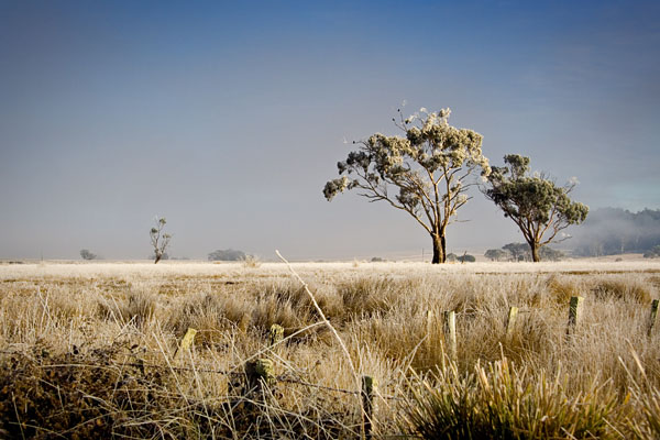 morning sun on frosty trees and grass