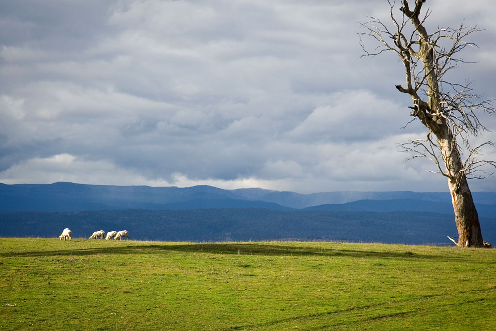 grazing