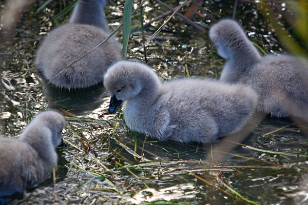 cygnets
