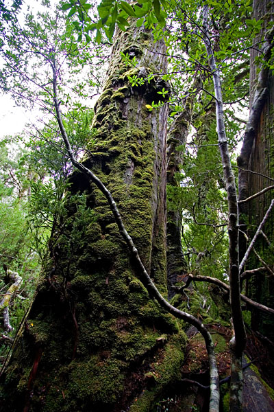 moss-covered tree