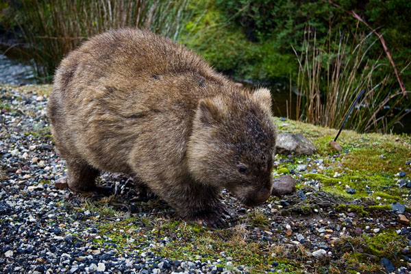 wombat