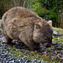 wombat