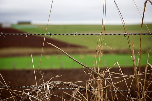 barbed wire fence