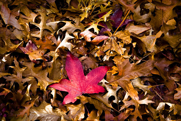 autumn red