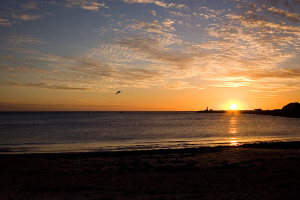 lone seagull in front of the sunset sky