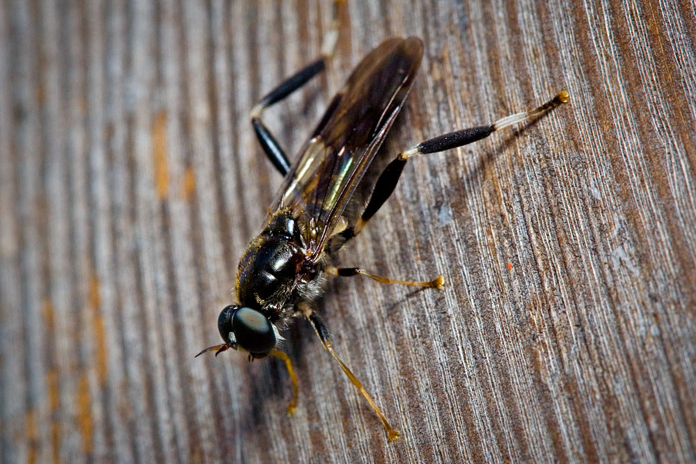 Robberfly