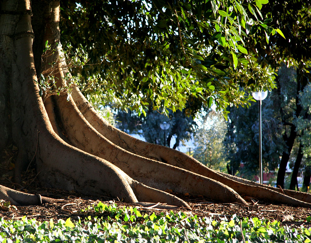 roots of a giant fig tree