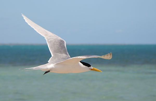 Crested Tern in flight