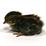 One-day old baby quail