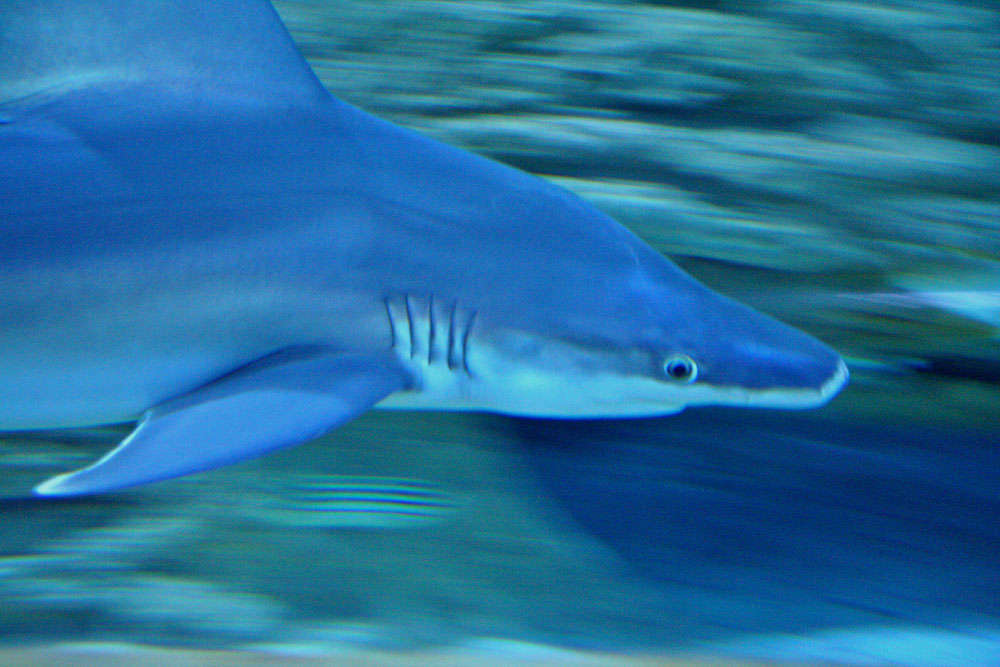 a shark speeding past