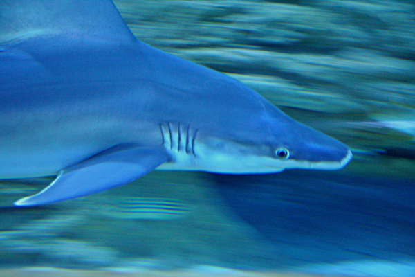 a shark speeding past