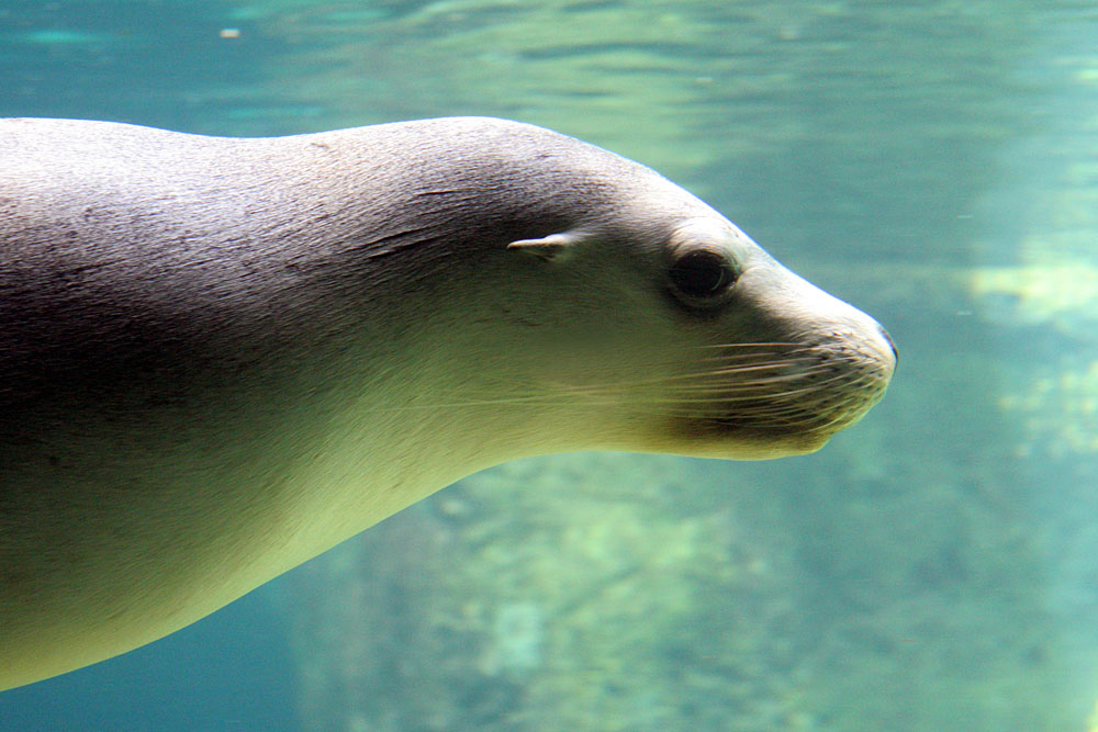 underwater view of a seal swimming past