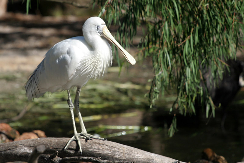 Yellow-Billed Spoonbill