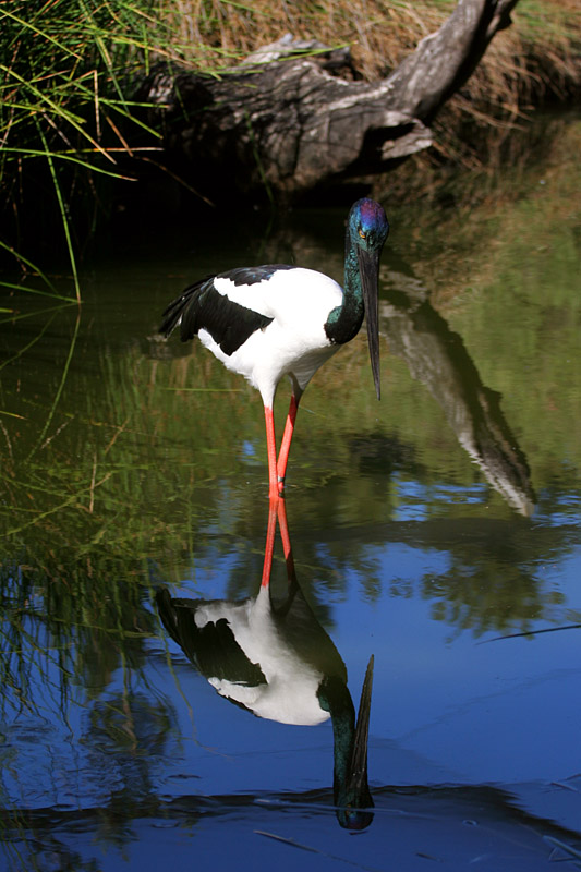 Black-Necked Stork