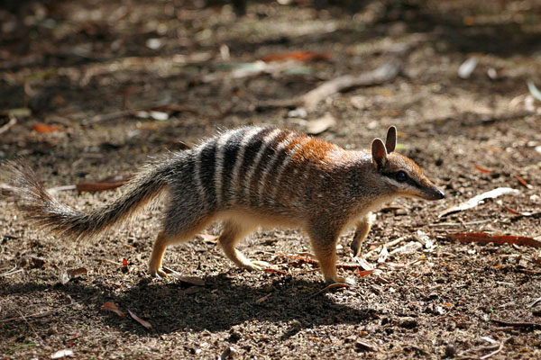 Numbat